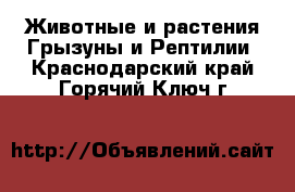 Животные и растения Грызуны и Рептилии. Краснодарский край,Горячий Ключ г.